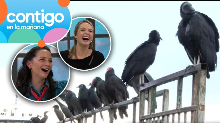 “Misma dinámica que una discoteque”: Gino Costa sacó carcajadas al mostrar los jotes de Valdivia