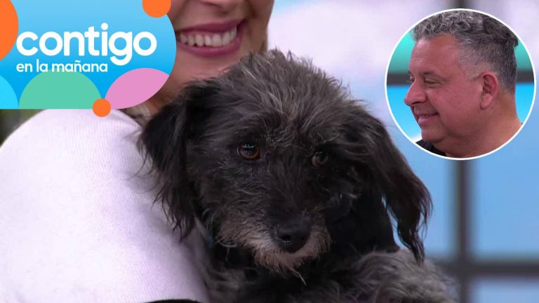 ¡Final feliz! Perrita encontrada en estacionamiento de Chilevisión encontró un nuevo hogar