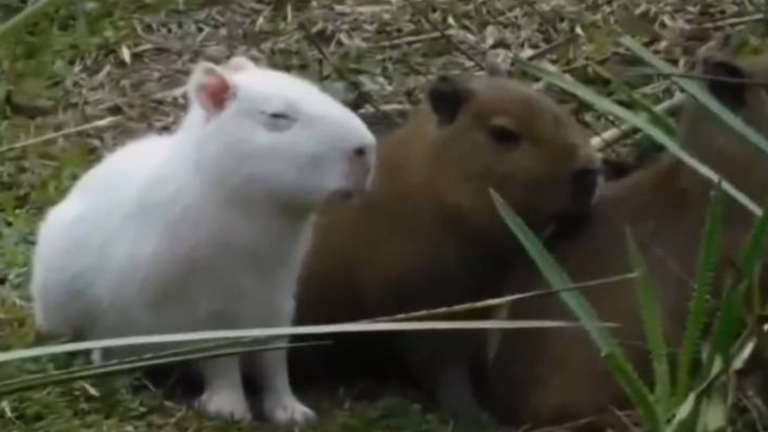 Captan a particular capibara albino: Causó impacto por rareza inusual en esta especie