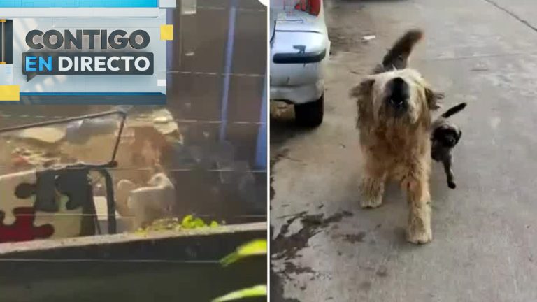 Denuncian a vecina que tiene 40 perros en Viña del Mar: Acusan abandono y mordeduras