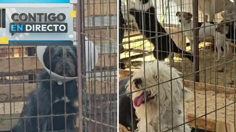 Denuncian maltrato animal en canil municipal de Linares: Tiene a su cargo más de 450 perros