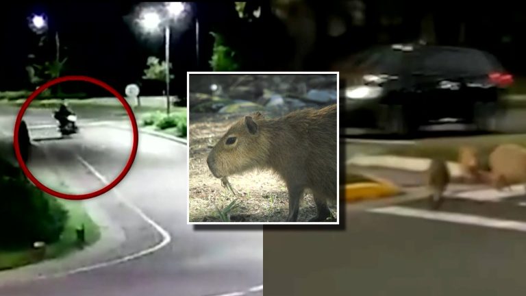 ¿No quieren a los capibaras? Argentina estudia plan para reubicarlos y frenar su sobrepoblación