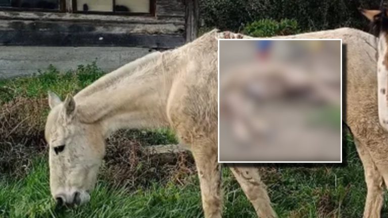 Conmoción en Machalí por caso de maltrato animal contra caballo: Sujeto lo golpeó con un palo, lo pateó y arrastró