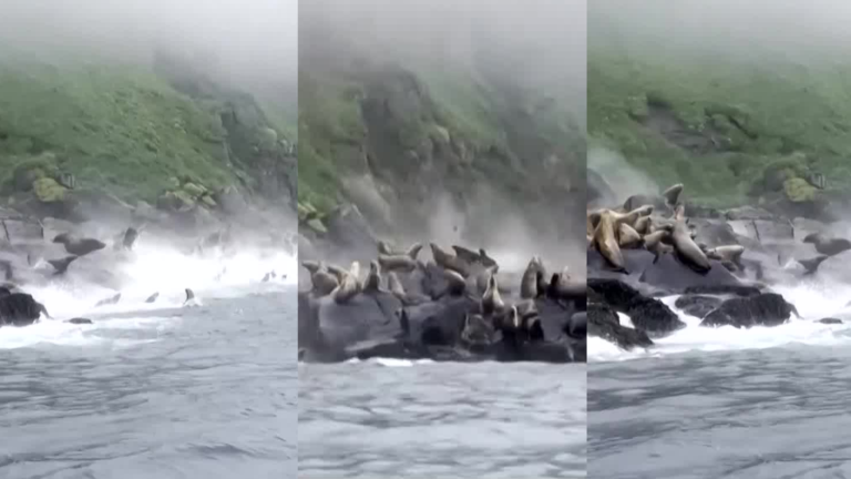VIDEO | Captan llamativa reacción de lobos marinos en pleno terremoto en Rusia