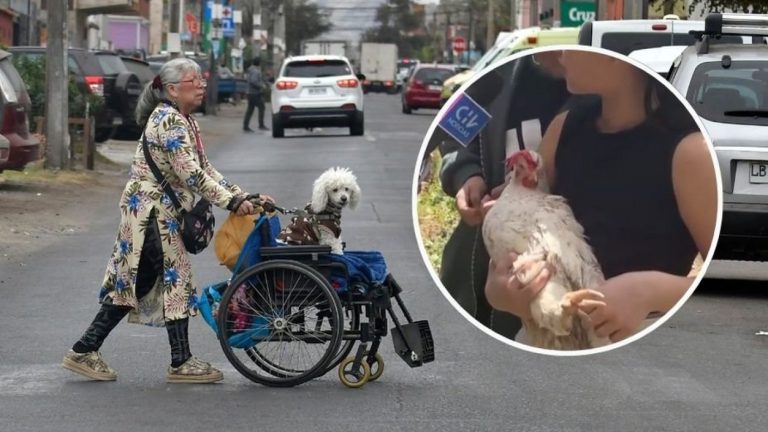 Familia iquiqueña evacuó hasta con su gallina tras alerta de tsunami: “Le gusta salir”