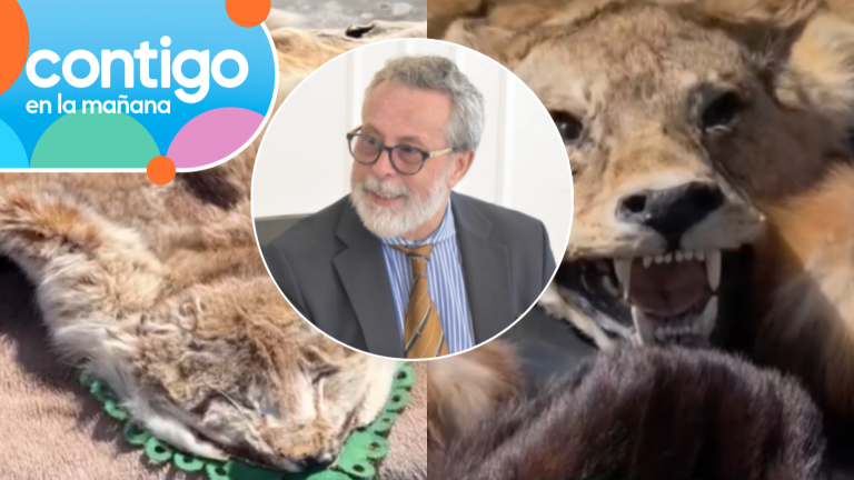 Exembajador chileno que quiso ingresar pieles de animales salvajes no fue formalizado: Dio domicilio inexistente