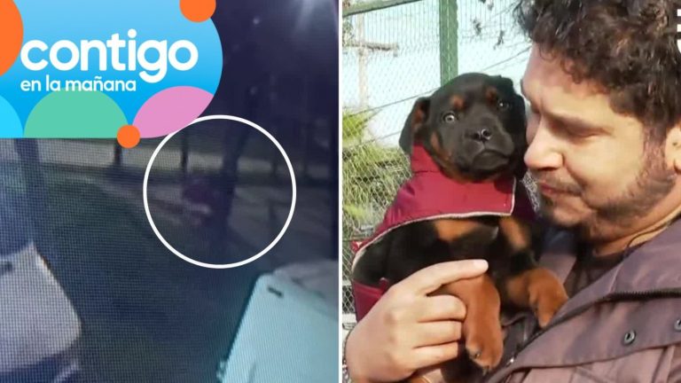 VIDEO |  El momento exacto en que cachorro fue abandonado en Maipú: Lo amarraron sin comida ni abrigo