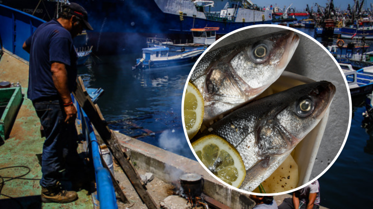 Pescadores Industriales de Biobío presentaron denuncia contra 4 marcas importadoras de jurel chino