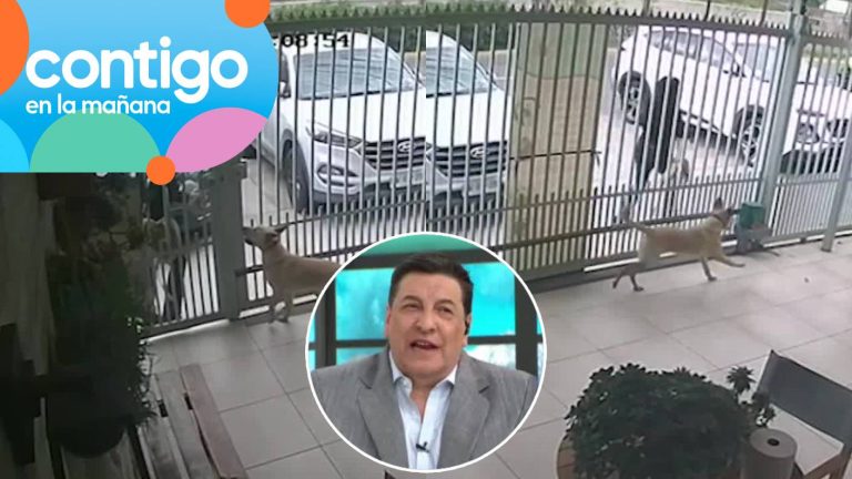 “Lo que más da pena”: Abandono de perrito en veterinaria causó conmoción en panel del matinal