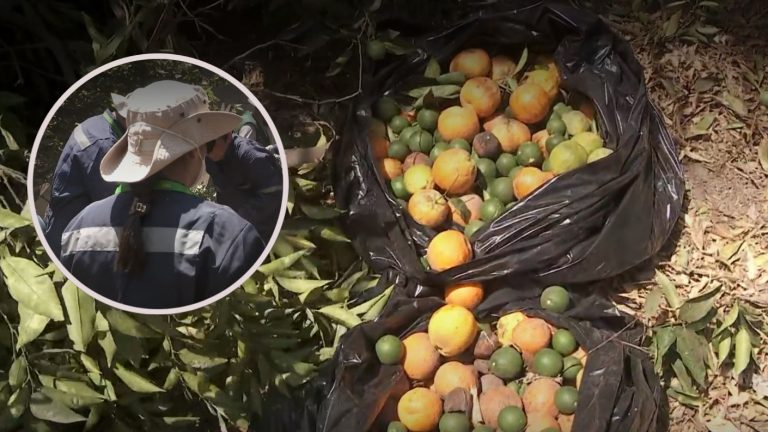 Hay 42 focos desde Arica a Chimbarongo: Mosca de la fruta podría elevar precios de cítricos