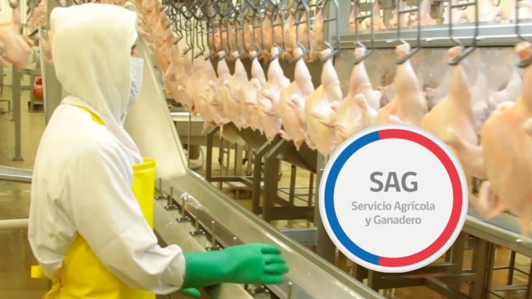SAG suspende importaciones avícolas desde Argentina por brote de influenza aviar