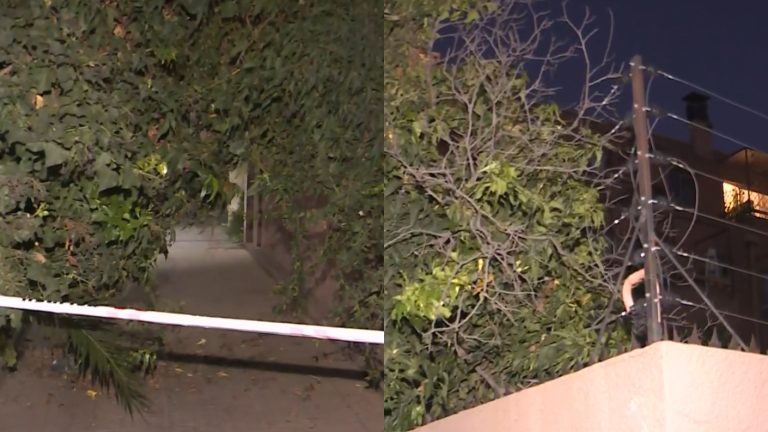 Alerta en Ñuñoa por árbol caído sobre cerco eléctrico y vereda: Reportan corte de tránsito