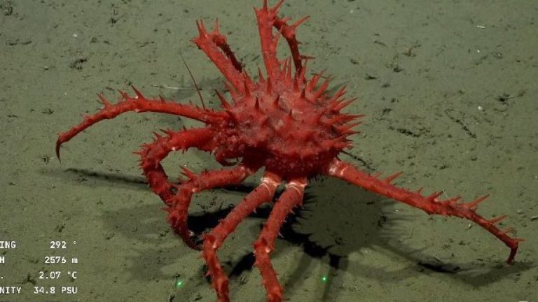 Conicet en vivo: Así se ve el fondo del mar con el popular streaming desde Argentina