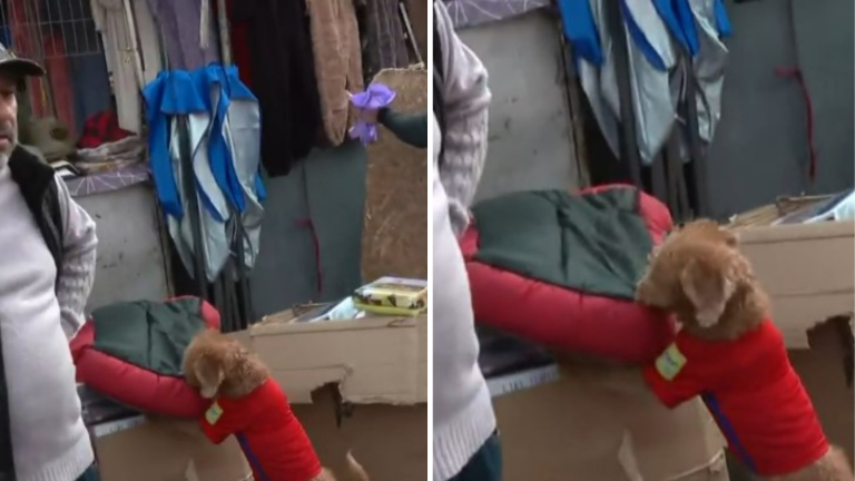 Perrito “ladrón” se volvió viral: Fue captado en astuta maniobra en pleno operativo en Barrio Meiggs