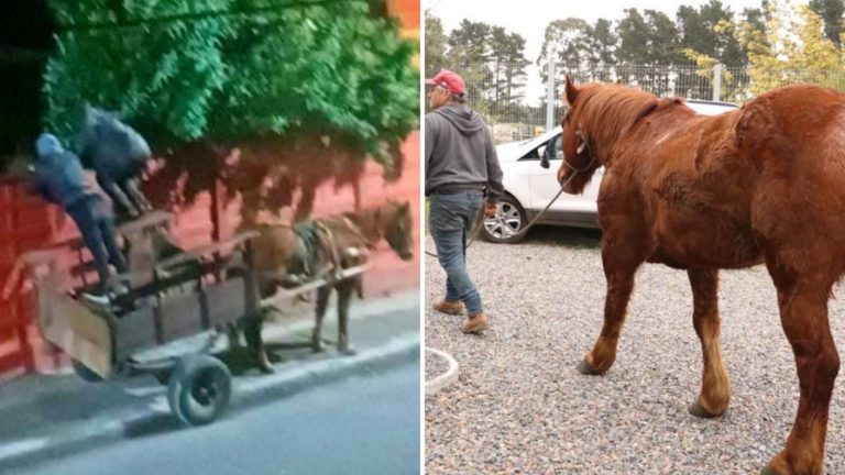 Ahora se llama Renzo: La historia de “Luis Miguel”, caballo rescatado de banda “carreta chorros”