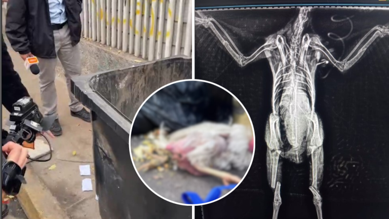 Gallinas torturadas en luna llena y mensajes crípticos: Denuncian “brujería” en centro de Santiago