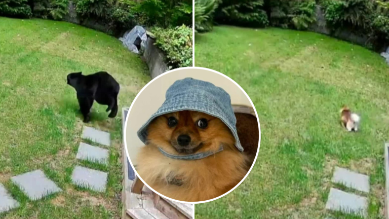 VIDEO | Perrito al rescate: Logró a espantar a oso que entró a su casa en Canadá
