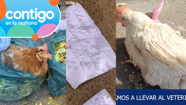 Impacto por brujería en el centro de Santiago: Gallinas moribundas en luna llena y mensajes de odio
