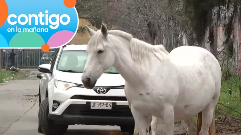 ¡Una semana deambulando! Caballos sueltos impiden el tránsito en Recoleta