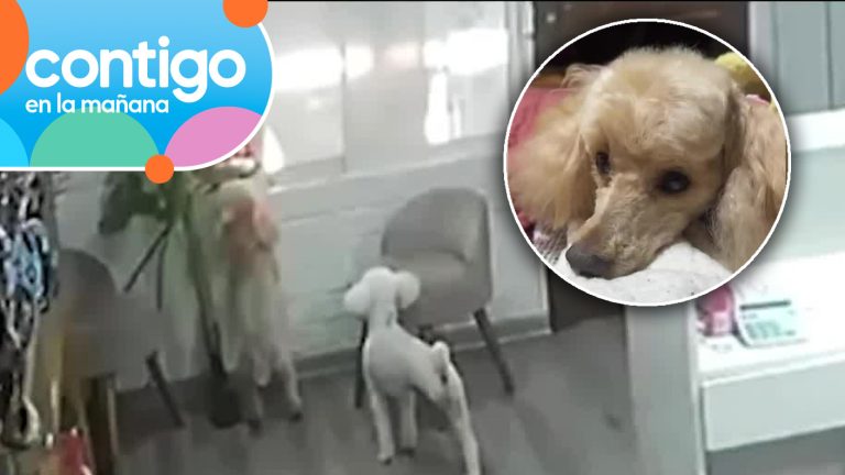 “Es un dolor terrible”: Familia denuncia a peluquería canina por perder a su mascota en Quilicura