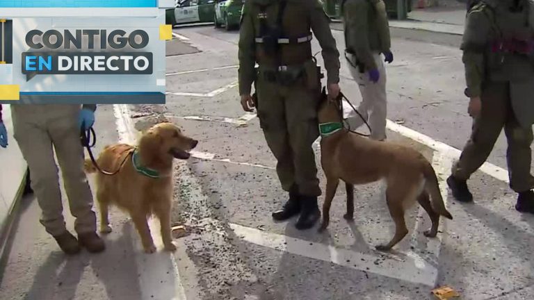 Con Joy y Fermín a la cabeza: Perros antidrogas encabezan fiscalización en Autopista del Sol
