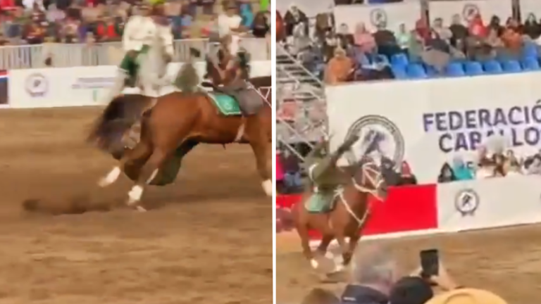 VIDEO | Registran fuerte caída de carabinero de caballo en show en el Parque Padre Hurtado