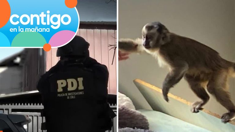 ¿Dónde está el mono? Animal encontrado en operativo narco se habría extraviado por insólita negligencia