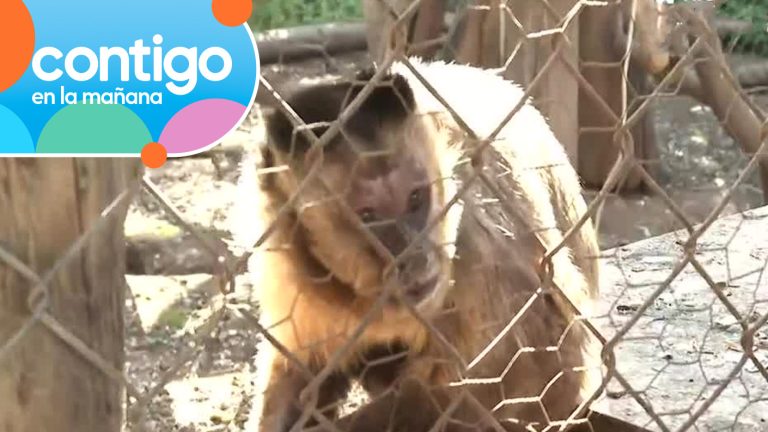 Exdueño provocó su alcoholismo: Mono rehabilitado causó conmoción con su emotiva historia de rescate