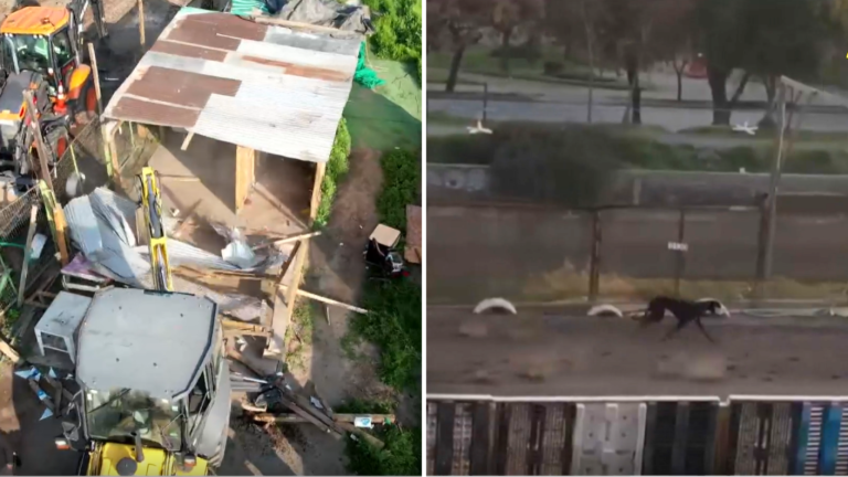 Alcalde de Peñalolén es amenazado de muerte tras demoler canódromo clandestino de galgos