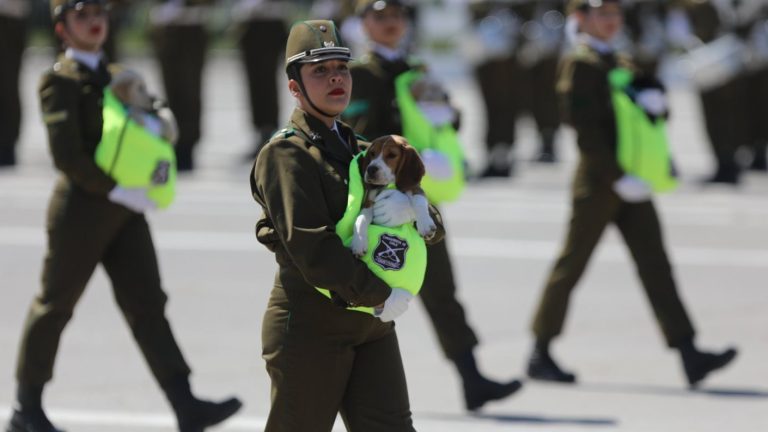 Parada Militar 2025: Nuevas razas de perros se suman a la detección de drogas en espacios reducidos