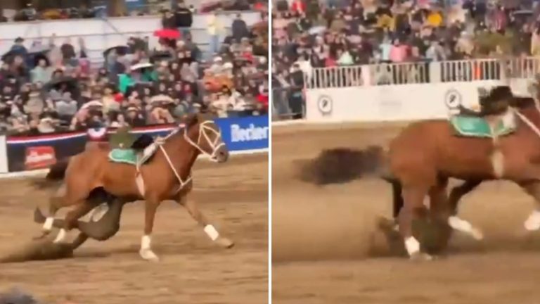 Actualizan estado de salud de Carabinero que cayó de un caballo en el Parque Padre Hurtado