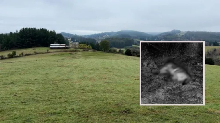 Conmoción en Río Bueno por sujeto que colgó y mató al perro de su vecina por ataque a ovejas