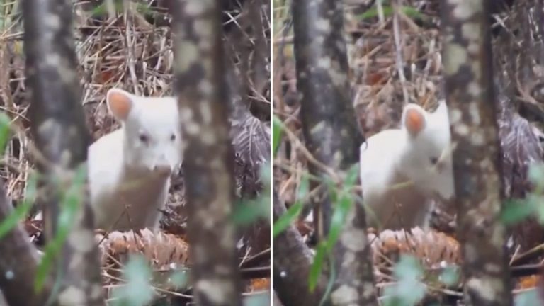 VIDEO | “Quedamos atónitos”: Asombro por avistamiento de inusual pudú albino en los bosques de Chiloé