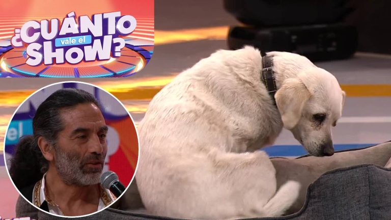 Rescatada de la calle: La noble historia de Blanca María Bigotes, perrita que acompañó a violinista en CHV