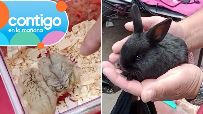 Desde conejos hasta ardillas: Registran insólita venta ilegal de animales en Barrio Meiggs