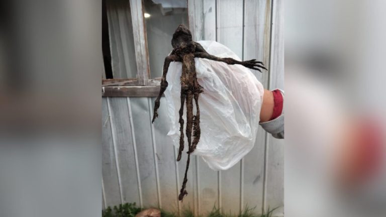 Misterio en Paillaco: Vecina halló extraño cadáver de animal en el patio de su casa