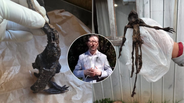 Responde el SAG: Confirman qué era el extraño cadáver encontrado en casa de Paillaco