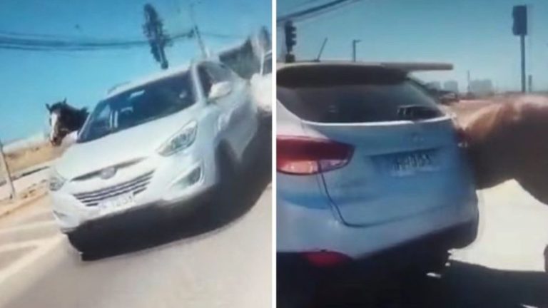 VIDEO | “¡Hazlo descansar!”: Graban a conductor con caballo amarrado a su auto en Coquimbo