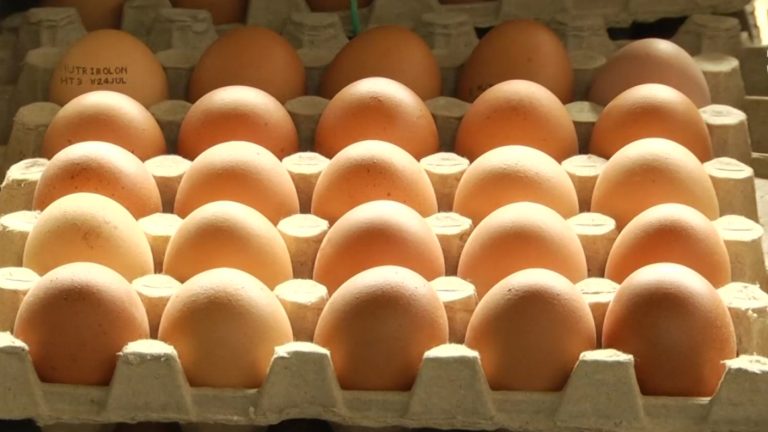 Alerta por contrabando y venta clandestina de huevos: Advierten riesgos sanitarios
