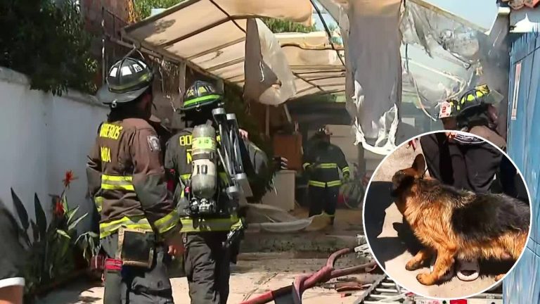 Grave incendio afectó a peluquería canina en La Florida: Bomberos rescataron a mascotas atrapadas