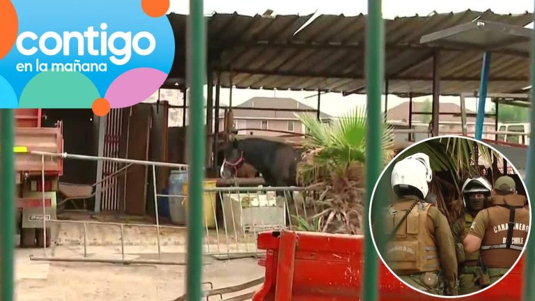Operativo de Carabineros en Quilicura por denuncia de maltrato animal: Caballos estarían en mal estado