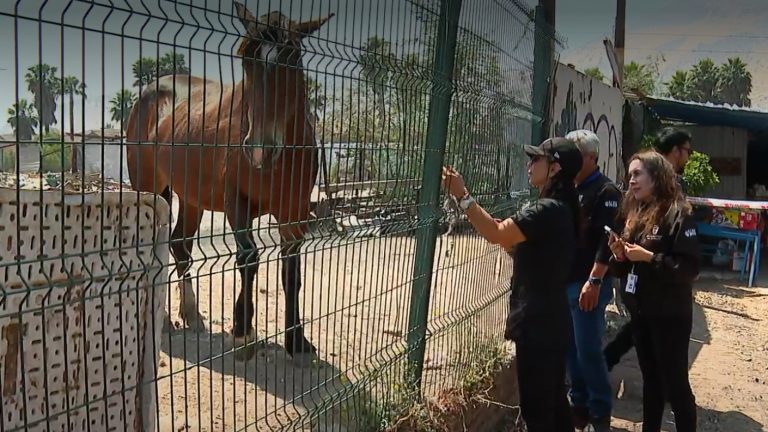 De proyecto educativo a establo abandonado: Caballos corrían en plena plaza y calles de Quilicura