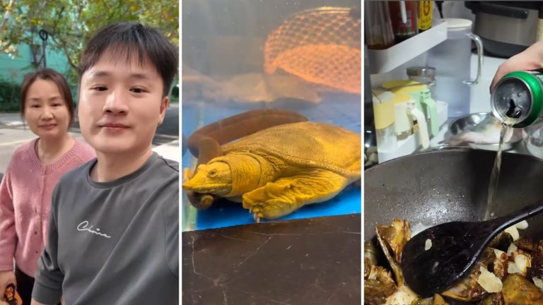 “Muy fuerte”: Yuhui desata polémica tras publicar impactante video donde matan y cocinan a tortuga