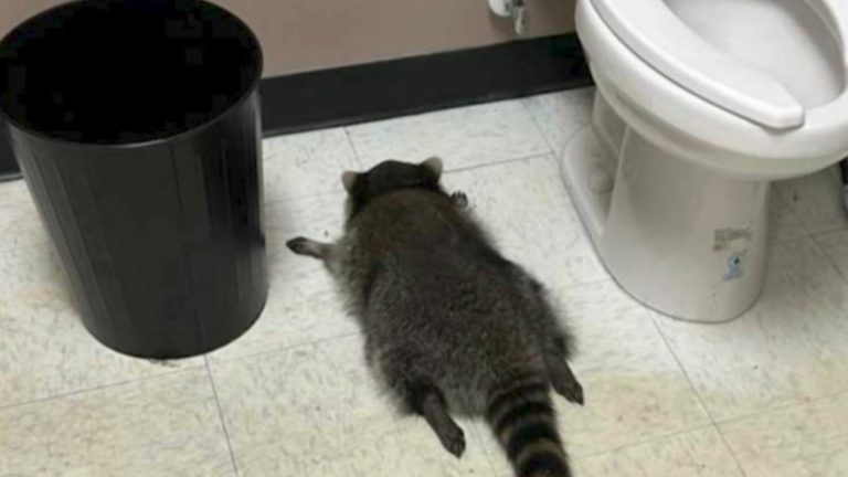 Mapache irrumpió en una botillería, se bebió el alcohol y terminó desmayado por la borrachera: Así lo encontraron