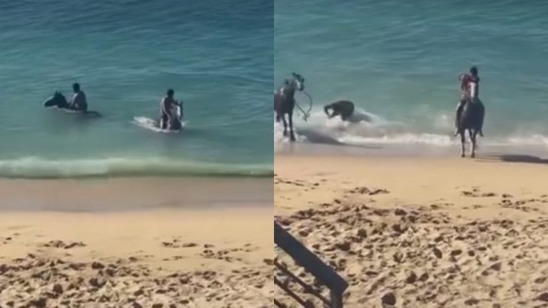 Grave denuncia por maltrato animal en Valparaíso: Acusan a hombres de golpear y obligar a caballos a ingresar al mar