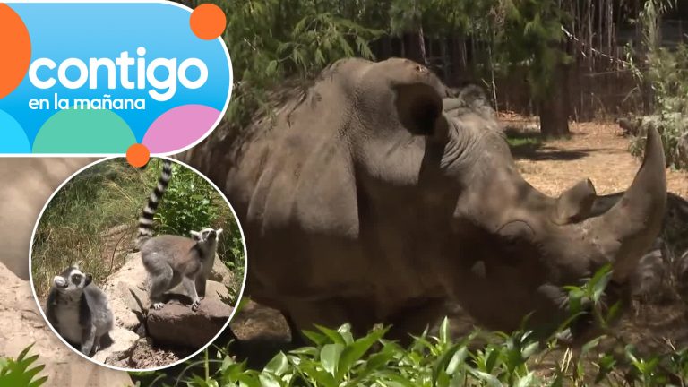 ¡Un imperdible del verano! Buin Zoo abre sus puertas para el disfrute de las familias en vacaciones