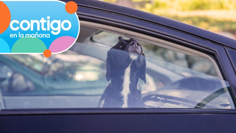 Temperatura puede subir hasta 20° más: Los peligros de dejar niños y mascotas encerrados en autos