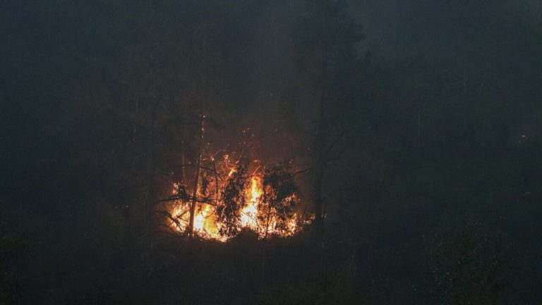Incendio forestal en Constitución: Senapred monitorea alerta roja y ya hay 50 hectáreas consumidas