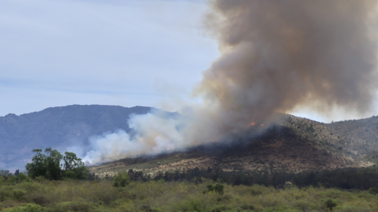 100 hectáreas afectadas: Revelan video del gran incendio forestal en el sector de La Foresta de Zapallar