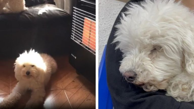 “Sigue muy complicada”: Preocupación por salud de querida perrita del viral “Sácala de ahí”